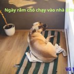 Ngày rằm chó vào nhà có điềm gì? đánh con gì dễ trúng?