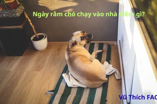 Ngày rằm chó vào nhà có điềm gì? đánh con gì dễ trúng?