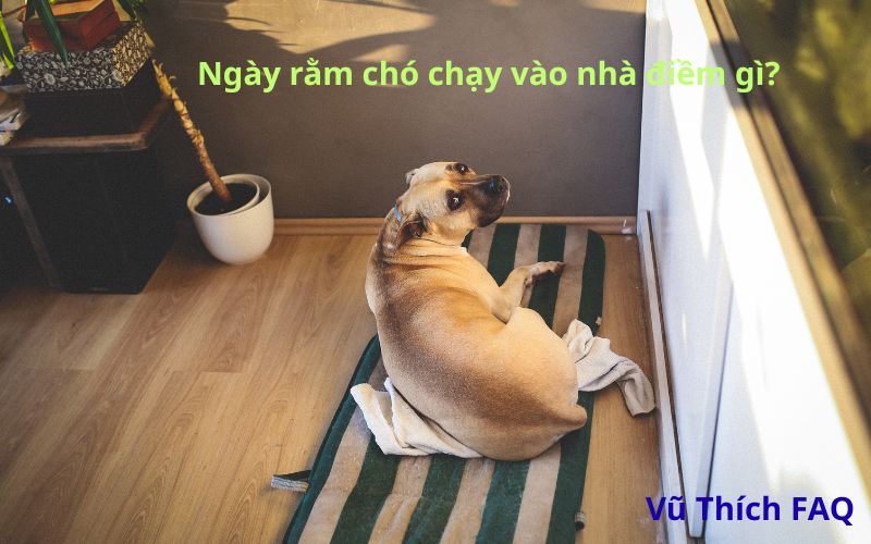 Ngày rằm chó vào nhà có điềm gì? đánh con gì dễ trúng?