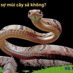 Rắn có sợ mùi cây sả không? Rắn sợ mùi cây gì nhất?
