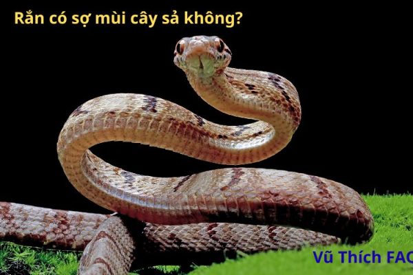 Rắn có sợ mùi cây sả không? Rắn sợ mùi cây gì nhất?