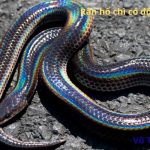 Rắn hổ chì có độc không? Sống ở đâu? Làm món gì ngon?