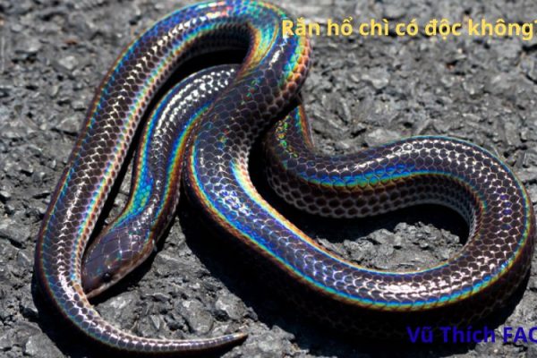 Rắn hổ chì có độc không? Sống ở đâu? Làm món gì ngon?