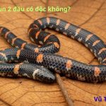 Rắn trun 2 đầu có độc không? Làm món gì ngon nhất?
