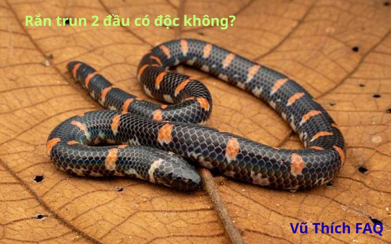 Rắn trun 2 đầu có độc không? Làm món gì ngon nhất?