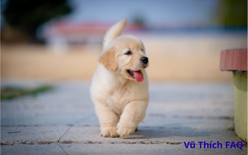 Ng&agrave;y rằm ch&oacute; v&agrave;o nh&agrave; c&oacute; điềm g&igrave;? đ&aacute;nh con g&igrave; dễ tr&uacute;ng?