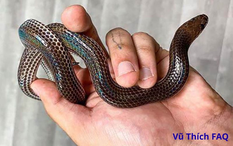 Rắn hổ ch&igrave; c&oacute; độc kh&ocirc;ng? Sống ở đ&acirc;u? L&agrave;m m&oacute;n g&igrave; ngon?