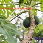 Cây đu đủ đực có ra trái không? chữa trị được bệnh gì?