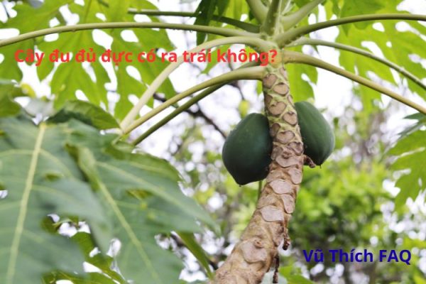 Cây đu đủ đực có ra trái không? chữa trị được bệnh gì?