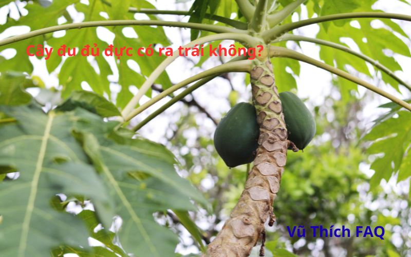 Cây đu đủ đực có ra trái không? chữa trị được bệnh gì?