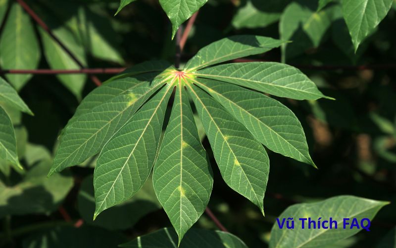 C&aacute;ch nhận biết bột sắn d&acirc;y bị mốc đơn giản v&agrave; hiệu quả