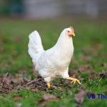 Gà sợ mùi gì nhất? cách đuổi gà hiệu quả nhất