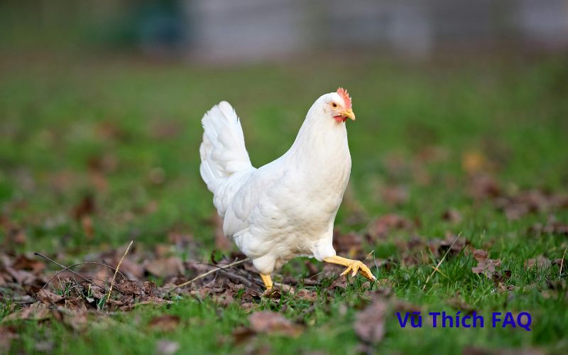 Gà sợ mùi gì nhất? cách đuổi gà hiệu quả nhất