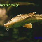Lẩu cá tầm ăn với rau gì ngon nhất? cần chuẩn bị những gì?