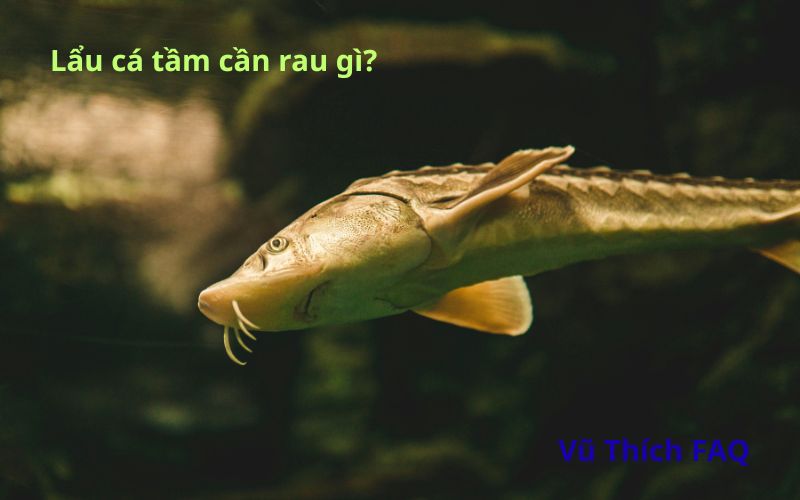 Lẩu cá tầm ăn với rau gì ngon nhất? cần chuẩn bị những gì?