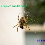 Lỡ giết nhện có sao không? có bị trả thù không?