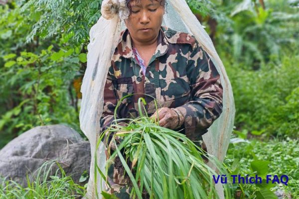 Sả Java có ăn được không? khác gì với sả chanh?