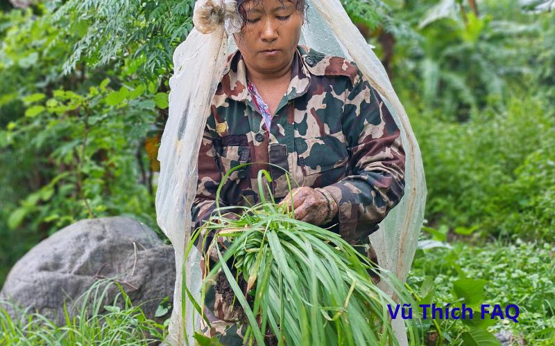 Sả Java có ăn được không? khác gì với sả chanh?