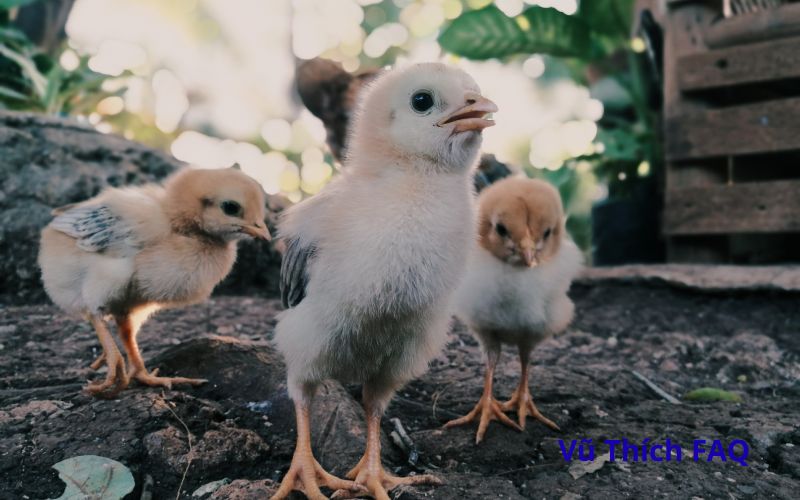 Gà sợ mùi gì nhất? cách đuổi gà hiệu quả nhất