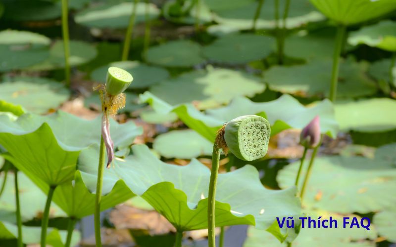 Hạt sen kh&ocirc; ng&acirc;m bao l&acirc;u? ng&acirc;m nước n&oacute;ng hay lạnh?