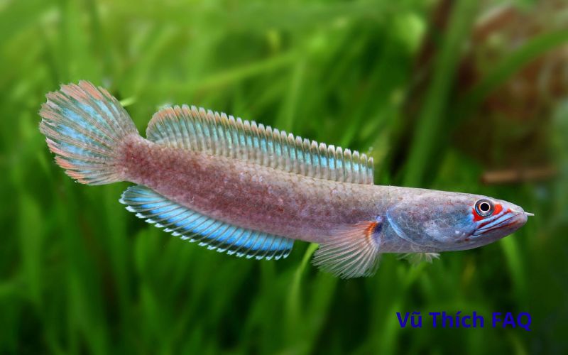 C&aacute; tr&egrave;o đồi l&agrave;m m&oacute;n g&igrave; ngon? lưu &yacute; g&igrave; khi chế biến?