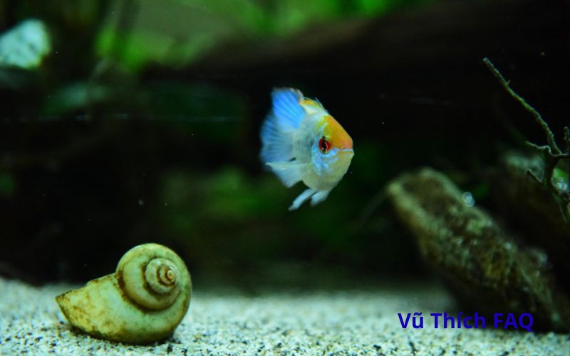 Cho gừng vào bể cá có tác dụng gì? Bỏ bao nhiêu thì được?