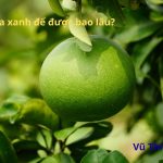 Bưởi da xanh để được bao lâu? để lâu có bị khô không?