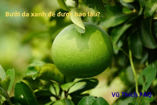 Bưởi da xanh để được bao lâu? để lâu có bị khô không?