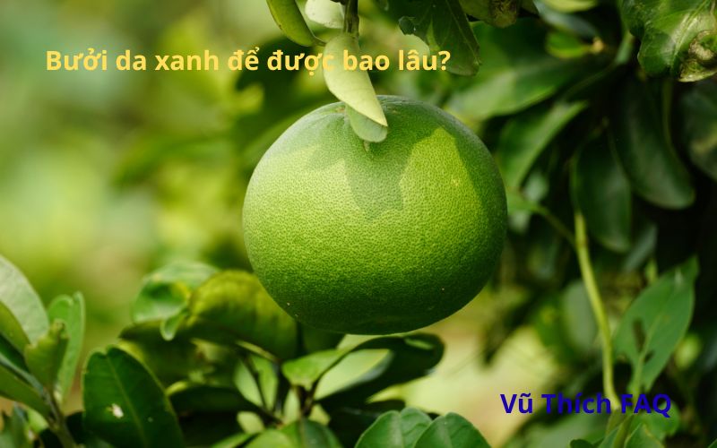 Bưởi da xanh để được bao lâu? để lâu có bị khô không?