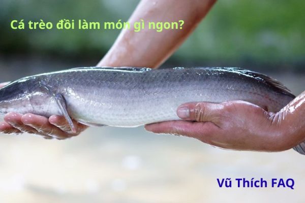 Cá trèo đồi làm món gì ngon? lưu ý gì khi chế biến?