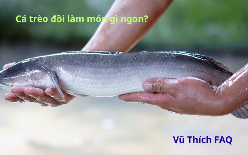 Cá trèo đồi làm món gì ngon? lưu ý gì khi chế biến?