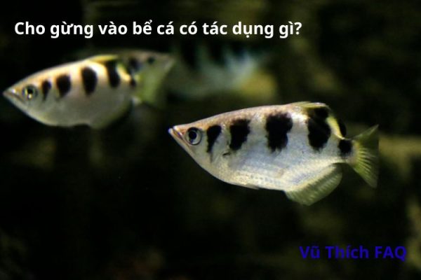 Cho gừng vào bể cá có tác dụng gì? Bỏ bao nhiêu thì được?