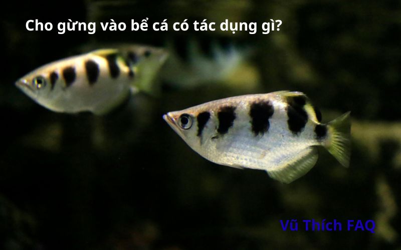 Cho gừng vào bể cá có tác dụng gì? Bỏ bao nhiêu thì được?