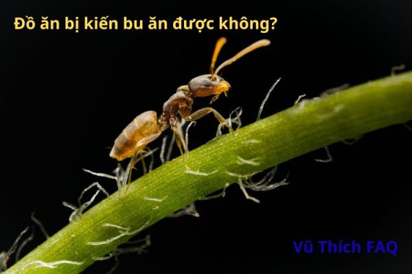 Đồ ăn bị kiến bu có ăn được không? nguy hiểm gì không?