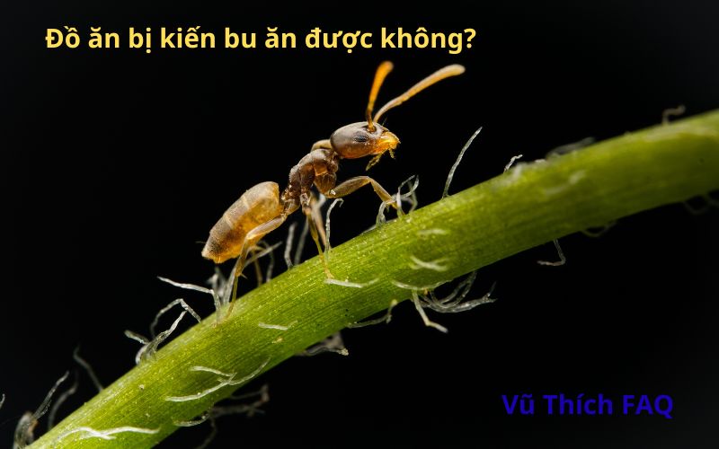 Đồ ăn bị kiến bu có ăn được không? nguy hiểm gì không?