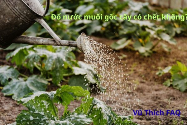 Đổ nước muối vào gốc cây có chết không? Có tác dụng gì?