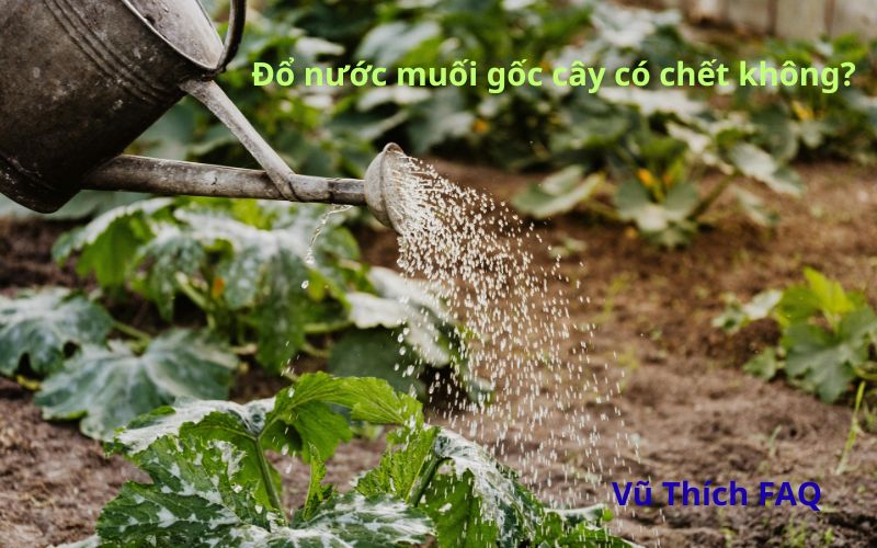 Đổ nước muối vào gốc cây có chết không? Có tác dụng gì?