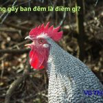 Gà trống gáy ban đêm là điềm gì? nên làm gì tránh hậu hoạ?
