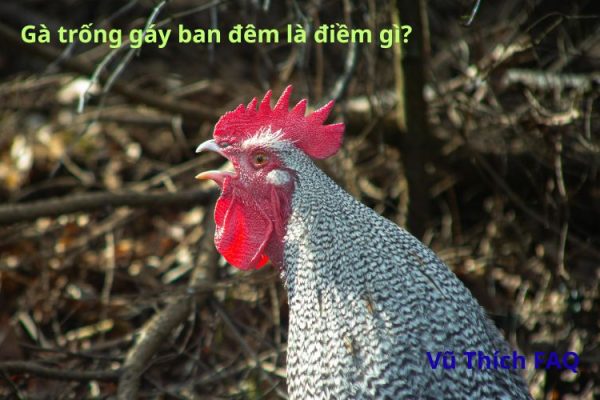 Gà trống gáy ban đêm là điềm gì? nên làm gì tránh hậu hoạ?