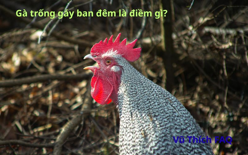 Gà trống gáy ban đêm là điềm gì? nên làm gì tránh hậu hoạ?