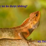 Thịt tắc kè có ăn được không? Cách chế biến thế nào?