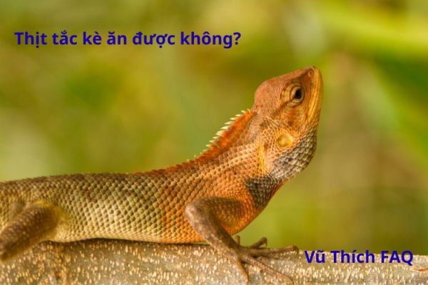 Thịt tắc kè có ăn được không? Cách chế biến thế nào?