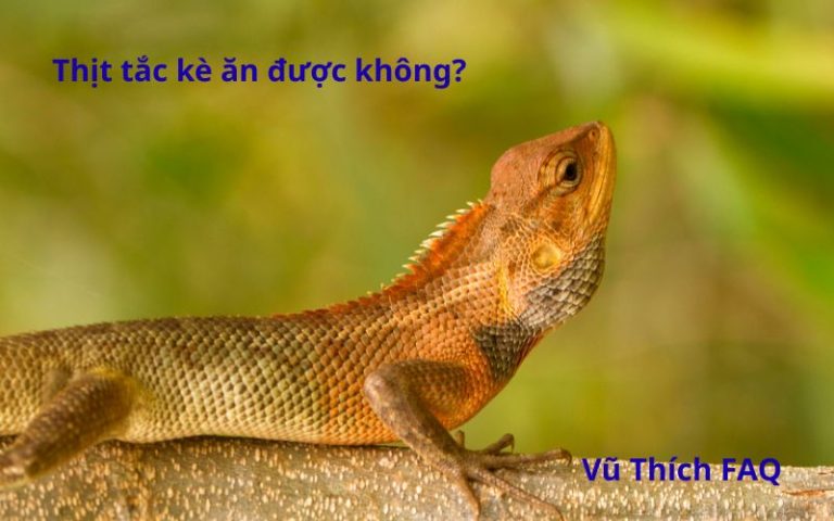 Thịt tắc kè có ăn được không? Cách chế biến thế nào?