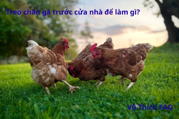 Treo chân gà trước cửa nhà để làm gì? Treo bao lâu thì được?