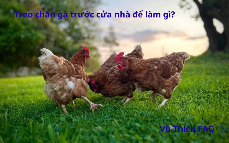 Treo chân gà trước cửa nhà để làm gì? Treo bao lâu thì được?