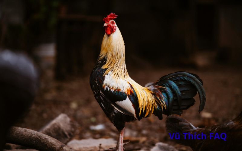 G&agrave; trống g&aacute;y ban đ&ecirc;m l&agrave; điềm g&igrave;?&nbsp;n&ecirc;n l&agrave;m g&igrave; tr&aacute;nh hậu hoạ?