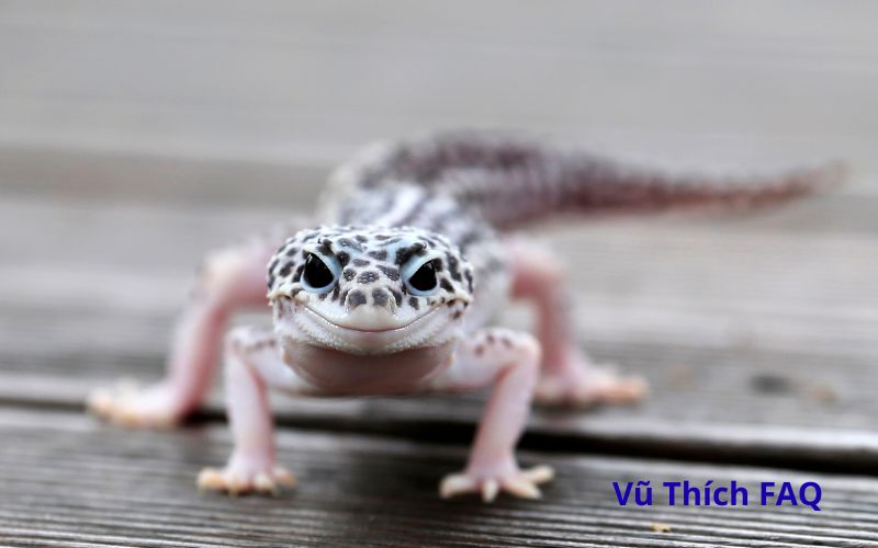 Thịt tắc k&egrave; c&oacute; ăn được kh&ocirc;ng? C&aacute;ch chế biến thế n&agrave;o?