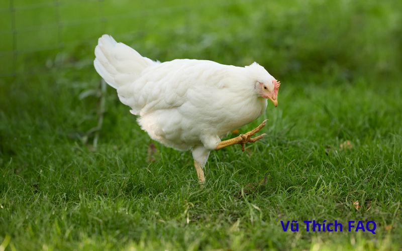 Treo chân gà trước cửa nhà để làm gì? Treo bao lâu thì được?