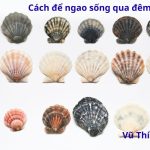 Cách để ngao sống lâu qua đêm hiệu quả nhất