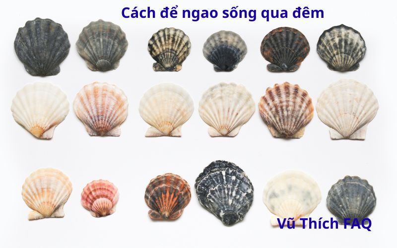 Cách để ngao sống lâu qua đêm hiệu quả nhất